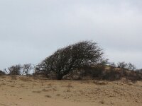 Crataegus monogyna 40, Eenstijlige meidoorn, Saxifraga-Bart Vastenhouw