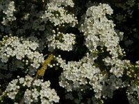 Crataegus monogyna 43, Eenstijlige meidoorn, Saxifraga-Jan van der Straaten