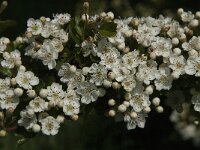 Crataegus monogyna 45, Eenstijlige meidoorn, Saxifraga-Jan van der Straaten