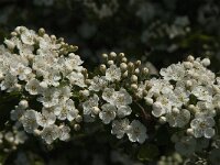 Crataegus monogyna 46, Eenstijlige meidoorn, Saxifraga-Jan van der Straaten