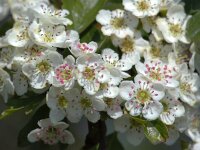 Crataegus monogyna 49 Eenstijlige meidoorn, Saxifraga-Bart Vastenhouw