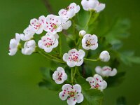 Crataegus monogyna 50, Eenstijlige meidoorn, Saxifraga-Bart Vastenhouw