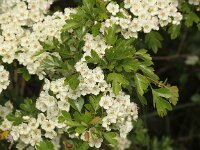 Crataegus monogyna 51, Eenstijlige meidoorn, Saxifraga-Peter Meininger
