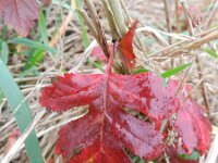 Crataegus monogyna 52, Eenstijlige meidoorn, Saxifraga-Rutger Barendse