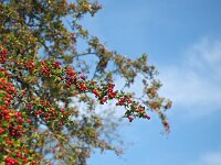 Crataegus monogyna 57, Eenstijlige meidoorn, Saxifraga-Hans Dekker