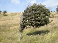 Meidoorn scheef gewaaid  Crataegus monogyna. : Resistance, Struggle