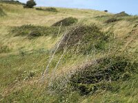 Crataegus monogyna 59, Eenstijlige meidoorn, Saxifraga-Roel Meijer  Hathorn bushes flattened by steady winds, Fyns Hoved Nature reserve, Funen, Denmark : bush, bushes,nature, flattened, flora, floral, fyns Hoved Nature reserve, hawthorn, Crataegus monogyna, natural, streamlined, wind, windy