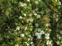 Flowers and buds of Hawthorn (Crataegus monogyna)  Flowers and buds of Hawthorn (Crataegus monogyna) : flowers, flower, bud, buds, Hawthorn, Crataegus monogyna, white, spring, springtime, nature, natural, flora, floral, twig, leaf, leaves, growth, petal, petals, pistil, pistils, outside, outdoors, nobody, no people, many, vascular, shrub, wildflowers
