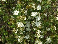 Flowers and buds of Hawthorn (Crataegus monogyna)  Flowers and buds of Hawthorn (Crataegus monogyna) : flowers, flower, bud, buds, Hawthorn, Crataegus monogyna, white, spring, springtime, nature, natural, flora, floral, twig, leaf, leaves, growth, petal, petals, pistil, pistils, outside, outdoors, nobody, no people, many, vascular, shrub, wildflowers