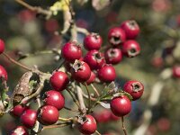 Crataegus monogyna 64, Eenstijlige meidoorn, Saxifraga-Willem van Kruijsbergen