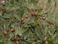 Crataegus monogyna 67, Eenstijlige meidoorn, Saxifraga-Willem van Kruijsbergen