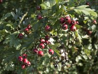Crataegus monogyna 68, Eenstijlige meidoorn, Saxifraga-Willem van Kruijsbergen