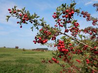 Crataegus monogyna 71, Eenstijlige meidoorn, Saxifraga-Ed Stikvoort