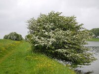 Crataegus monogyna 75, Eenstijlige meidoorn, Saxifraga-Ed Stikvoort