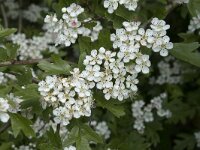 Crataegus monogyna 76, Eenstijlige meidoorn, Saxifraga-Willem van Kruijsbergen