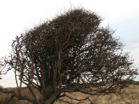 Crataegus monogyna 9, Eenstijlige meidoorn, Saxifraga-Rutger Barends