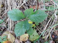 Crataegus persimilis 2, Saxifraga-Rutger Barendse
