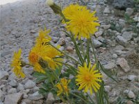 Crepis alpestris 2, Saxifraga-Jasenka Topic