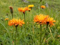 Crepis aurea 10, Saxifraga-Ed Stikvoort
