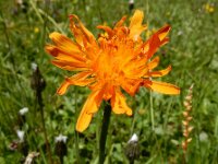 Crepis aurea 11, Saxifraga-Ed Stikvoort