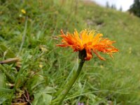 Crepis aurea 12, Saxifraga-Ed Stikvoort