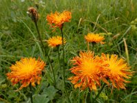 Crepis aurea 13, Saxifraga-Ed Stikvoort