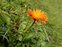 Crepis aurea 14, Saxifraga-Ed Stikvoort
