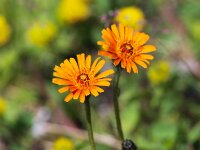 Crepis aurea 2, Saxifraga-Bart Vastenhouw