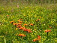 Crepis aurea 4, Saxifraga-Ed Stikvoort