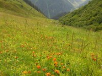 Crepis aurea 5, Saxifraga-Ed Stikvoort