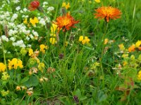 Crepis aurea 6, Saxifraga-Ed Stikvoort