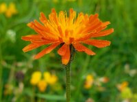 Crepis aurea 7, Saxifraga-Ed Stikvoort