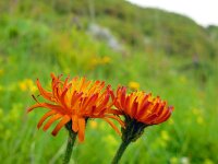 Crepis aurea 8, Saxifraga-Ed Stikvoort