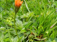 Crepis aurea 9, Saxifraga-Rutger Barendse