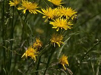 Crepis biennis 14, Groot streepzaad, Saxifraga-Jan van der Straaten