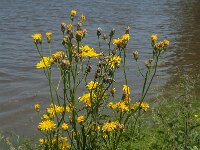 Crepis biennis 16, Groot streepzaad, Saxifraga-Jan van der Straaten