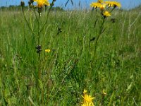 Crepis biennis 24, Groot streepzaad, Saxifraga-Ed Stikvoort