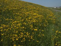Crepis biennis 25, Groot streepzaad, Saxifraga-Jan van der Straaten