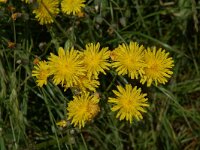 Crepis biennis 3, Groot streepzaad, Saxifraga-Willem van Kruijsbergen
