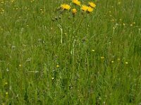 Crepis biennis 32, Groot streepzaad, Saxifraga-Ed Stikvoort