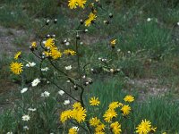 Crepis biennis 4, Groot streepzaad, Saxifraga-Piet Zomerdijk