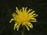 Crepis bocconei 4, Saxifraga-Marijke Verhagen