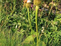 Crepis bocconei 6, Saxifraga-Jasenka Topic