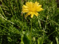 Crepis bursifolia 9, Saxifraga-Ed Stikvoort