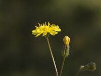 Crepis capillaris 10, Klein streepzaad, Saxifraga-Willem van Kruijsbergen