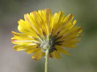 Crepis capillaris 11, Klein streepzaad, Saxifraga-Peter Meininger