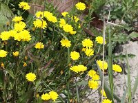 Crepis capillaris 12, Klein streepzaad, Saxifraga-Peter Meininger