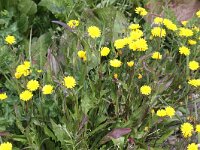 Crepis capillaris 13, Klein streepzaad, Saxifraga-Peter Meininger