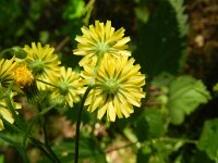 Crepis capillaris 14, Klein streepzaad, Saxifraga-Rutger Barendse