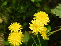 Crepis capillaris 15, Klein streepzaad, Saxifraga-Rutger Barendse
